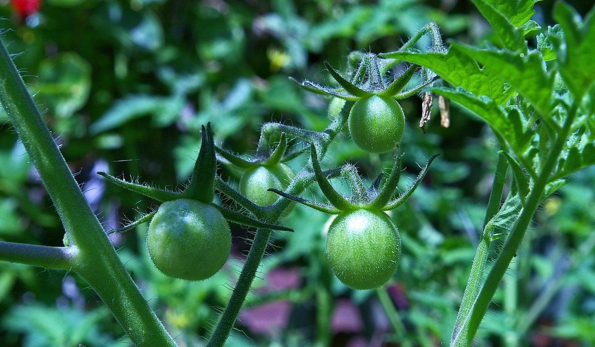 A Beginner's Guide to Starting an Allotment Plot