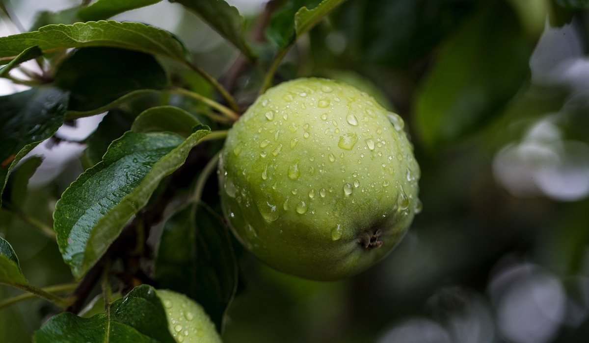 Creating a Wildlife-Friendly Hedge in a Small Garden