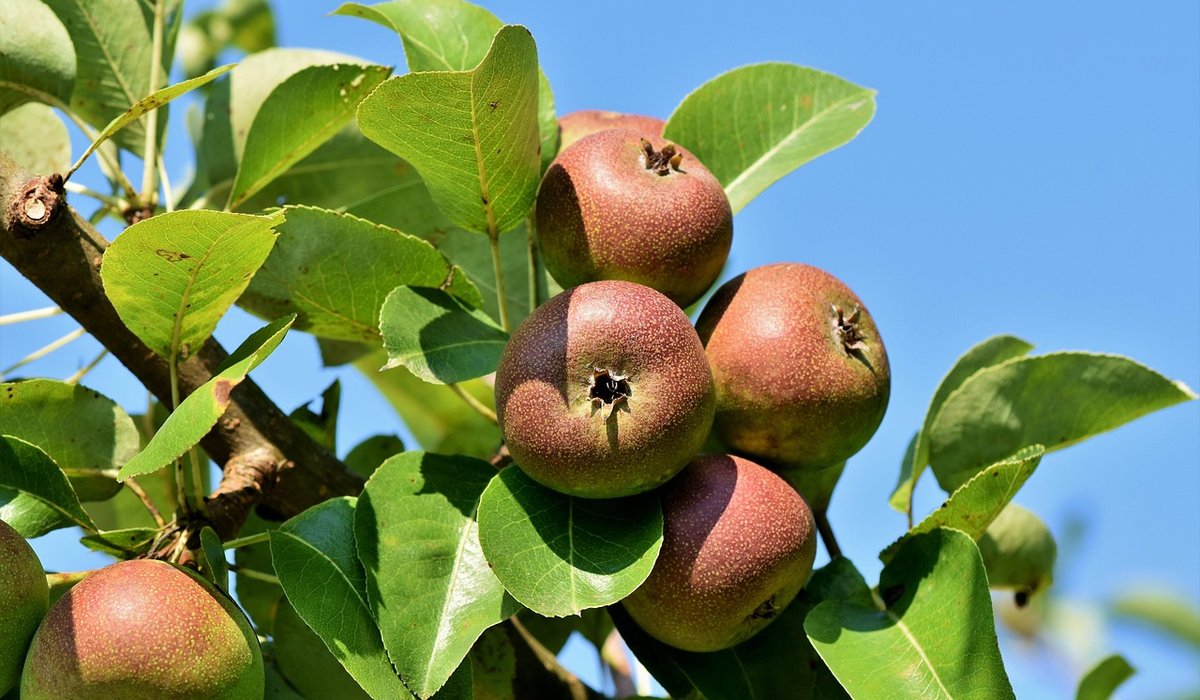 Winter Pruning Tips for Apple and Pear Trees